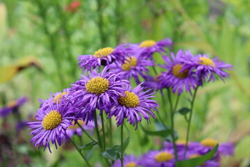 field of purple alpine aster flowers (purple daisies)