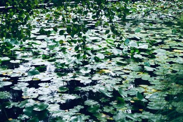 overgrown pond with lillies 