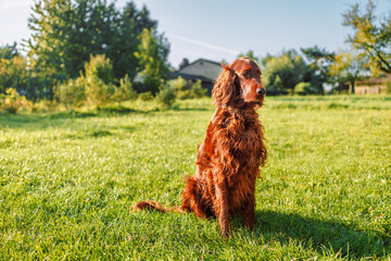 Irish setter dog sits on a nature green grass and looking away in summer meadow against blurred...