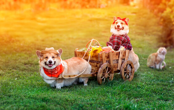 two funny corgi farmer dogs in the garden are driving a wooden cart with vegetables collected in the garden