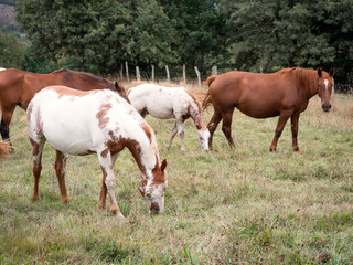 Naklejka na ściany i meble Herd of American pain horse and Hispano breton mares grazing on a summer field.