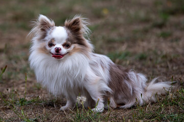 Cute little long haired Chihuahua sitting on grass