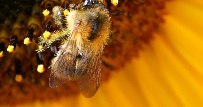 Bumblebee on a sunflower. Shooting summer macro.