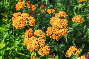 Orange yarrow flowers in the garden, achillea. © delobol