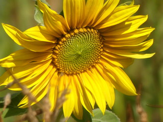 Obraz premium sunflower in the garden