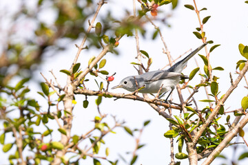 Blue-grey gnatcatcher (Polioptila caerulea) on a branch with colorful fruit in Sarasota, Florida