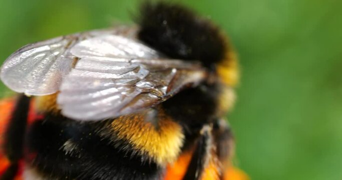 Bumblebee on marigolds flower. Summer macro shooting.
