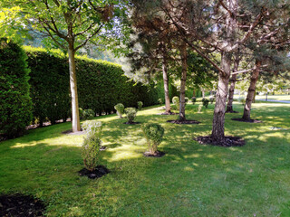 The bases of the trunks of several trees and bushes with mulch and green grass around them in a park