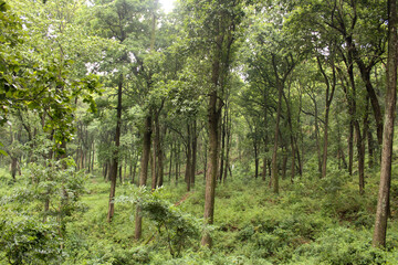 Forest trees in tropical climates