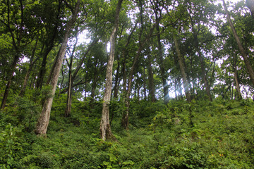 Jungle in the summer contains plants and trees