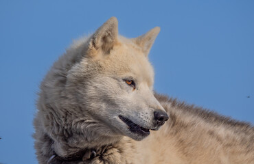 Obraz premium Greenland Dog portrait series in a kennel in Ilulissat, Western Greenland. The breed is considered as nationally and culturally important to the country