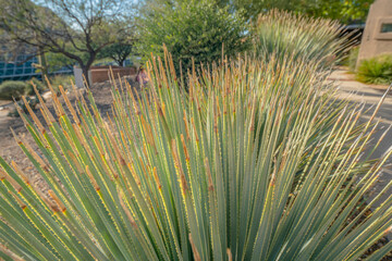 Close-up of spiky thin succulent plants in Tucson, Arizona