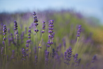 Shallow depth of field photo of lavender flowers (lavandula angustifolia).