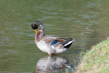 A male mallard duck preening in a pond.