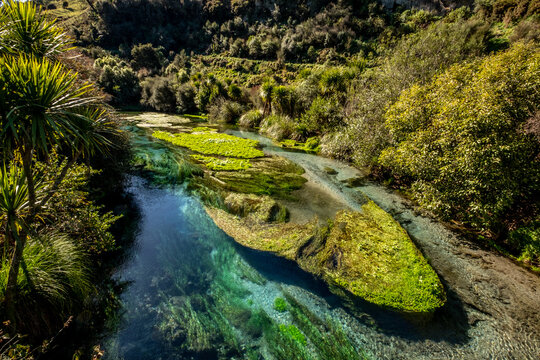 An image of Te Waihou - Blue Spring, a natural spring in Putaruru on the North Island of New Zealand