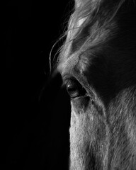 B&W Horse 3