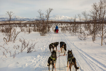 Giro in slitta con i cani in Lapponia A Kiruna in Svezia. In mezzo ai boschi nella neve e al freddo