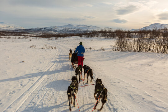 Giro in slitta con i cani in Lapponia A Kiruna in Svezia. In mezzo ai boschi nella neve e al freddo