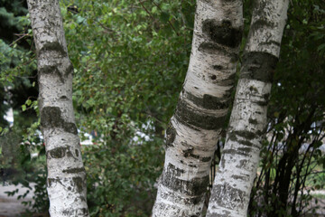 Natural birch trunk. Birch in the park, in the forest.