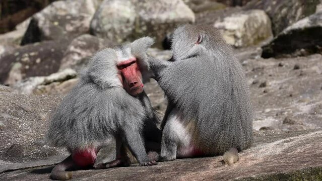 Hamadryas baboon, papio hamadryas, sitting together and grooming each other. Papio hamadryas is a species of baboon