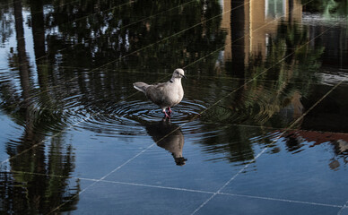 Pigeon and reflection in the water in the city of Nice, French riviera