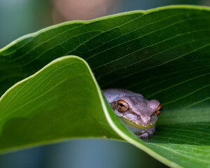Tree frog concealed in a leaf
