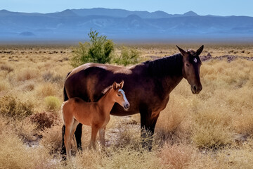 Wild horse mare and foal in the desert