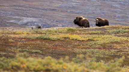 Wild muskox on tundra