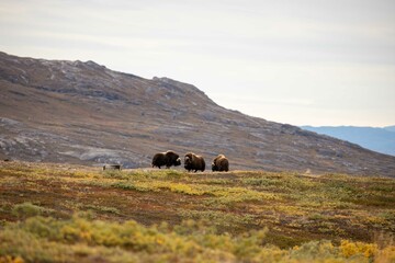 Wild muskox