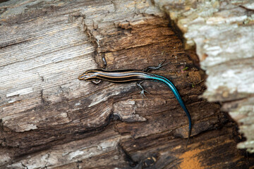 A blue-tailed skink sunning itself along the side of a hiking trail in Ontario.