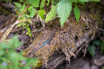 A blue-tailed skink sunning itself along the side of a hiking trail in Ontario.