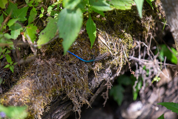 A blue-tailed skink sunning itself along the side of a hiking trail in Ontario.