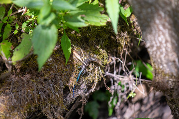 A blue-tailed skink sunning itself along the side of a hiking trail in Ontario.