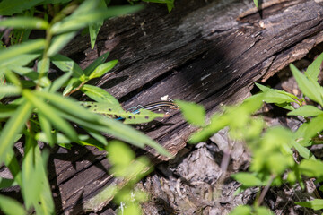 A blue-tailed skink sunning itself along the side of a hiking trail in Ontario.