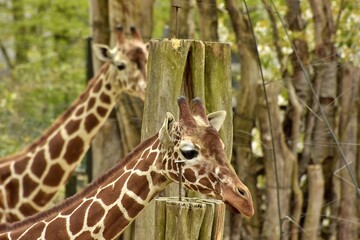 portrait of a giraffe