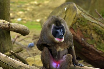portrait of a MAndril