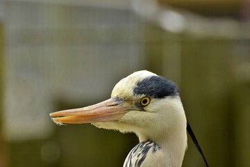 close up of a crowned crane