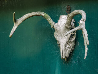 Disintegrating deer skull on rustic blue wall with cobwebs