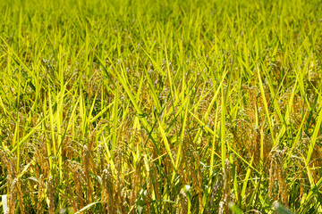 稲穂、たわわに実り垂れ下がる