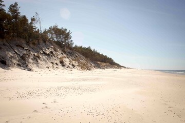 Skarpa nad plażą przy morzu porośnięta drzewami w słoneczny dzień - obrazy, fototapety, plakaty
