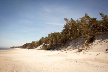 Skarpa nad plażą przy morzu porośnięta drzewami w słoneczny dzień