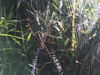 Wild Borneo Rainforest Spider