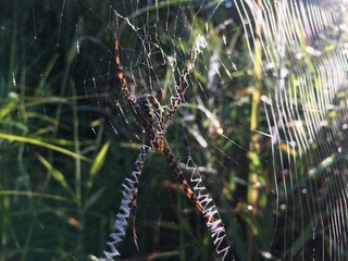 Wild Borneo Rainforest Spider