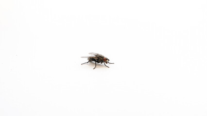 Close up view of a fly on white surface