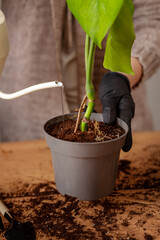 Transplanting a houseplant into a new flower pot.