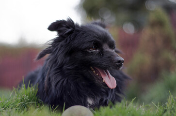 Czarny pies, kundelek piesek z piłką tenisową na trawie - obrazy, fototapety, plakaty