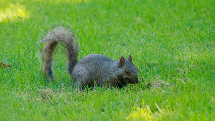 squirrel in the park