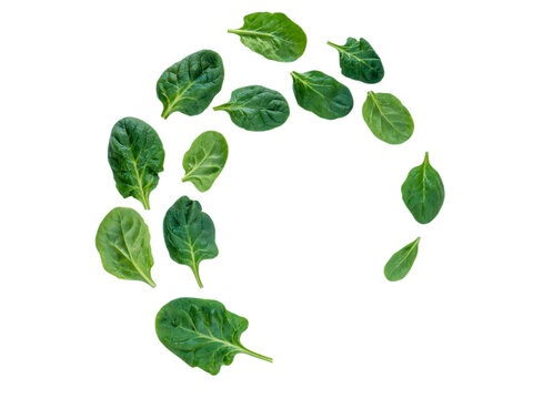 Spiral flying heap of green spinach leaves isolated transparent png