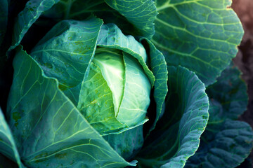 Fresh, white cabbage growing in a vegetable garden on a farm.