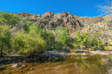 Fototapeta na wymiar Creek near trees and rocky mountain with saguaro cactuses at Sabino Canyon State Park- Tucson, AZ